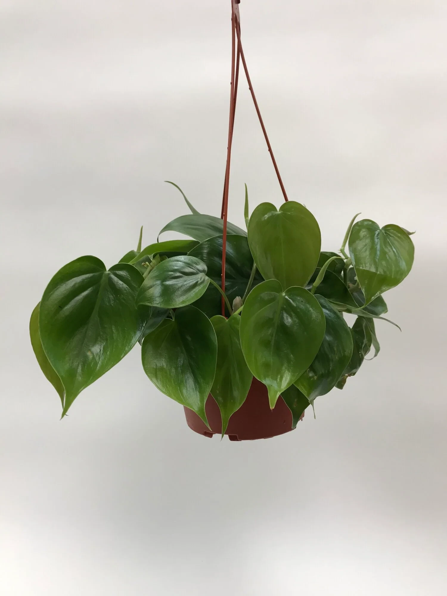 Philodendron Cordatum