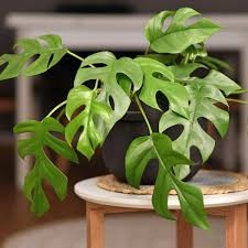 Philodendron Minima