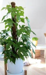 Philodendron Minima