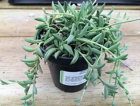 Senecio Radicans