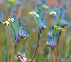 Anigozanthos Celebrations Masquerade