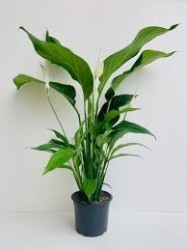 Spathiphyllum Sylvana