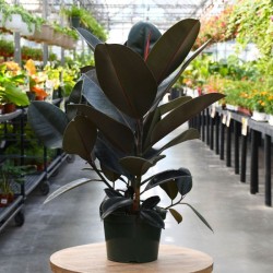 Ficus Burgundy