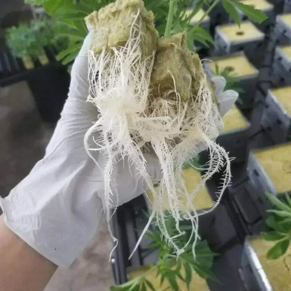 Color: Yellow - Stonewool Hydroponic Grow Media Cubes Plant Cube Soilless Substrate Seeded Planting Spong Plug Seedling Block Garden Tools