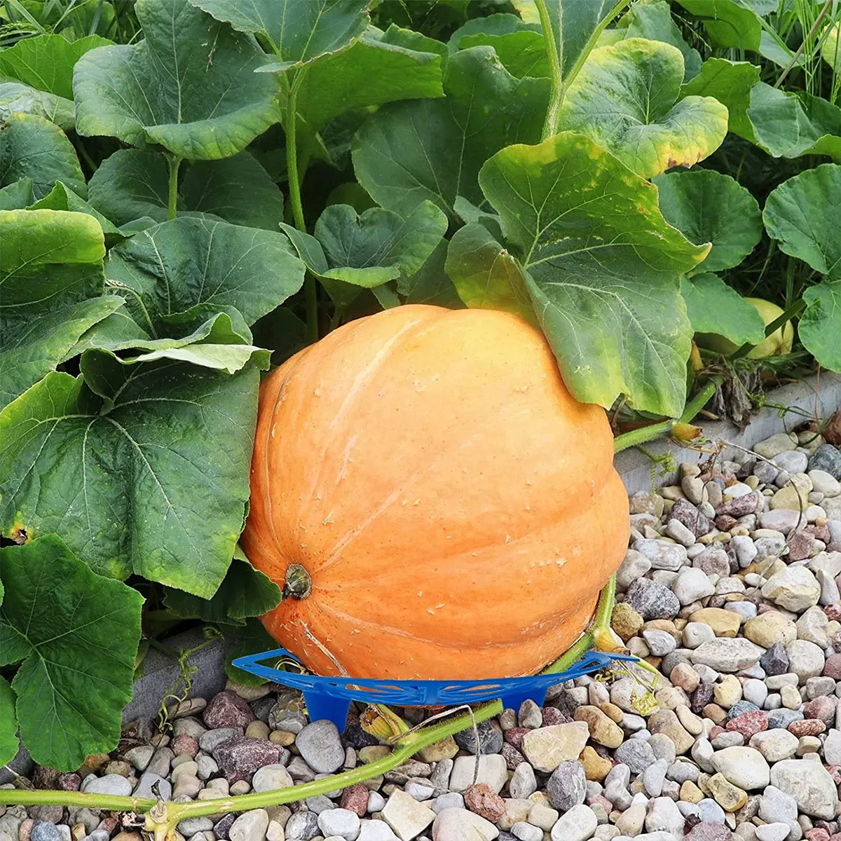 Color: Beige, Size: 4XL - 10Pcs Watermelon Stand Fruit Stand Support Basket Frame Vegetables Plant Tray Rack Melon Squash Pumpkin Protective Holder