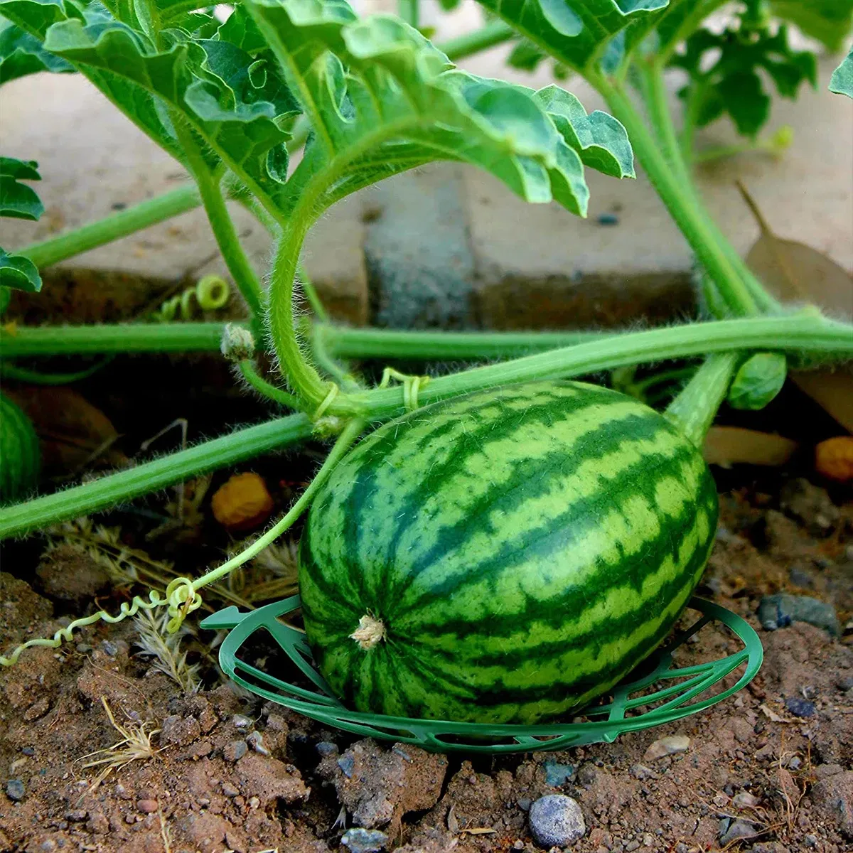 Color: Beige, Size: 4XL - 10Pcs Watermelon Stand Fruit Stand Support Basket Frame Vegetables Plant Tray Rack Melon Squash Pumpkin Protective Holder