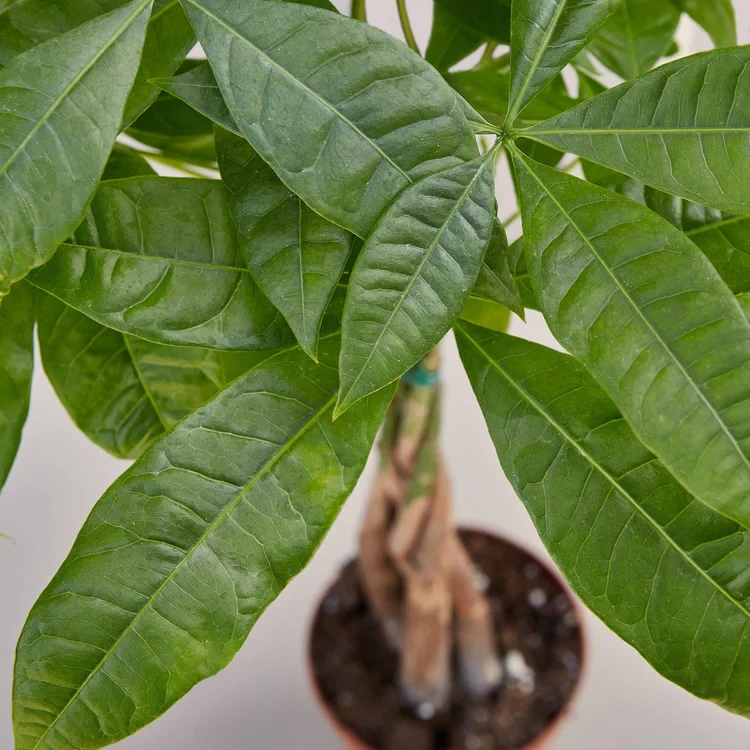 Money Tree 'Guiana Chestnut' Pachira Braid