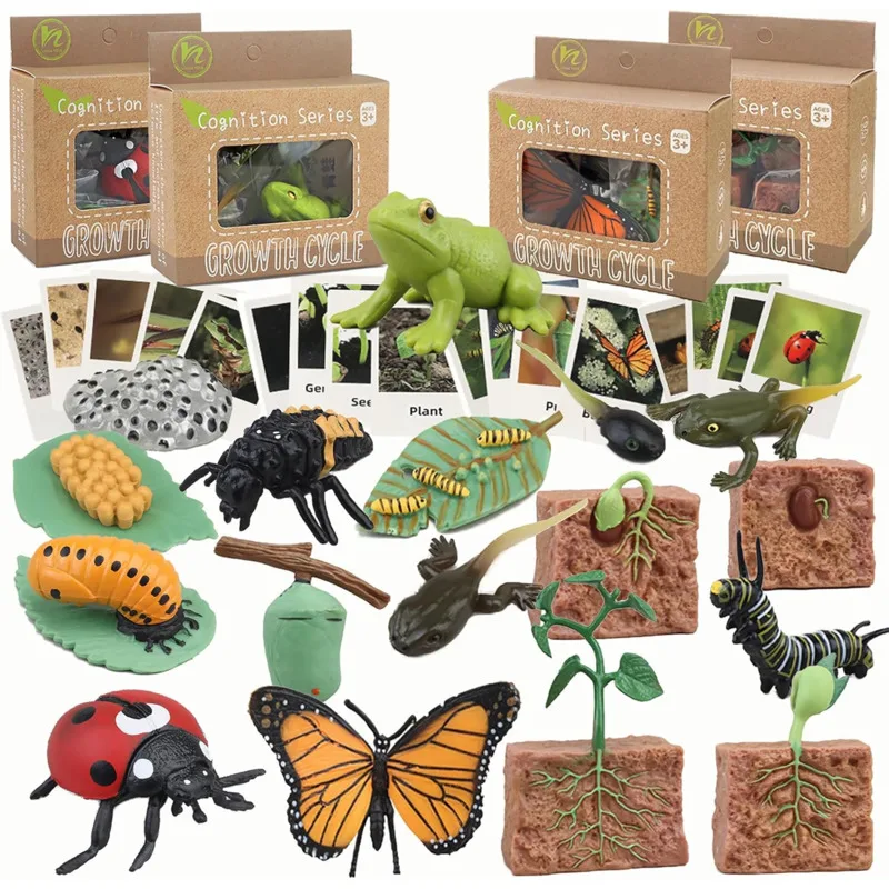Color: Chocolate - Montessori Life Cycle Animal Figures With Flash Cards Educational Matching Game Creative Biology Model Learning Teaching Aids