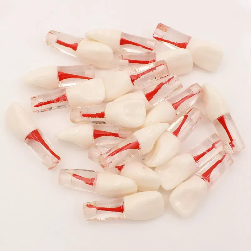 Color: Red - 10Pc Dental Tooth Model Endodontic Root Canal Block RCT Practice Pulp Cavity Dentistry Replace Resin Teeth Endo Training Student