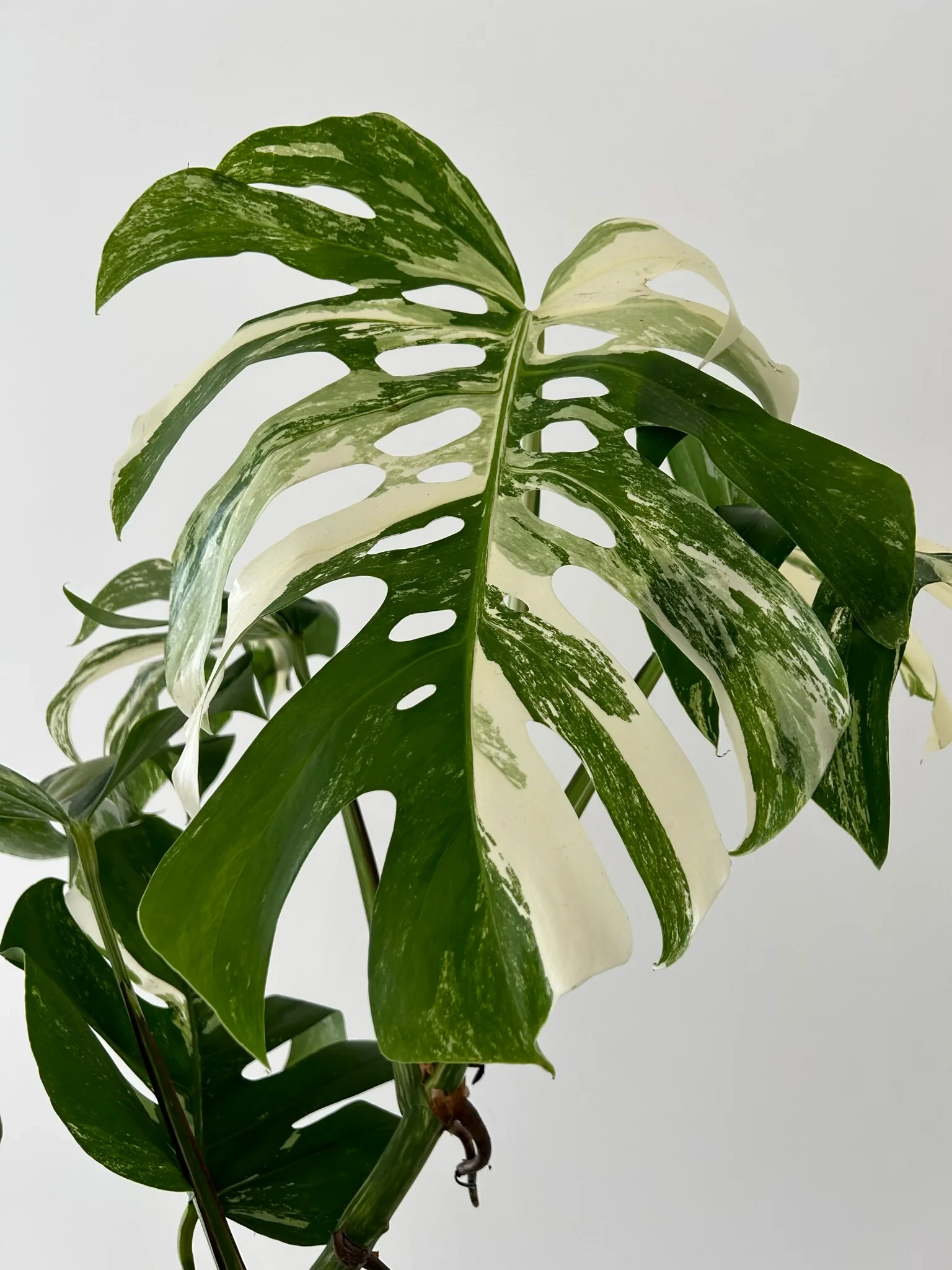 Monstera Albo