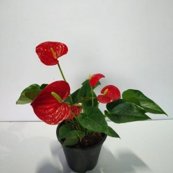 Anthurium Success Red