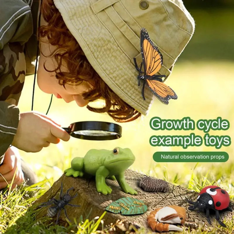 Color: Burgundy - Montessori Life Cycle Animal Figures With Flash Cards Educational Matching Game Creative Biology Model Learning Teaching Aids