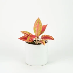 Aglaonema Golden Star