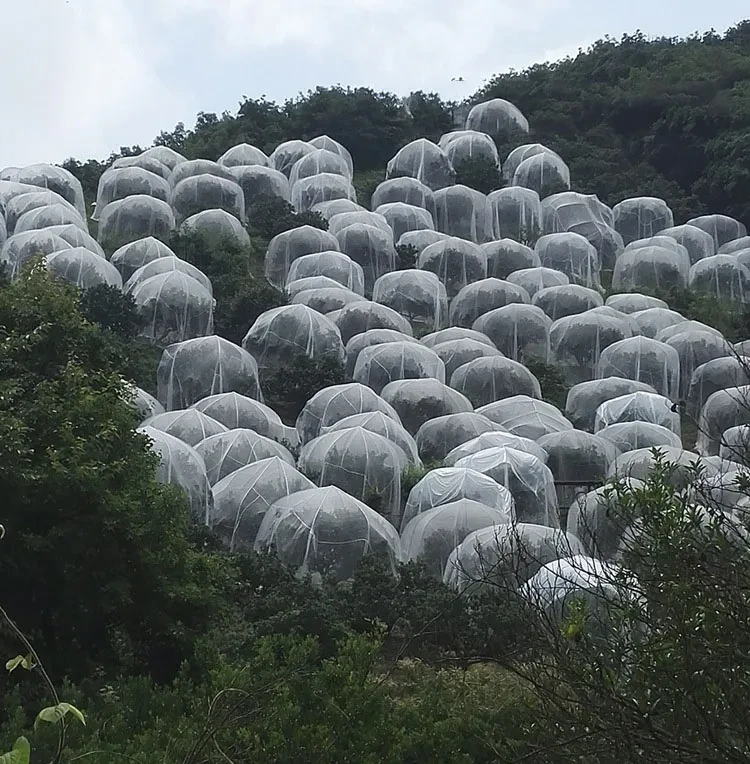 Plant Protection