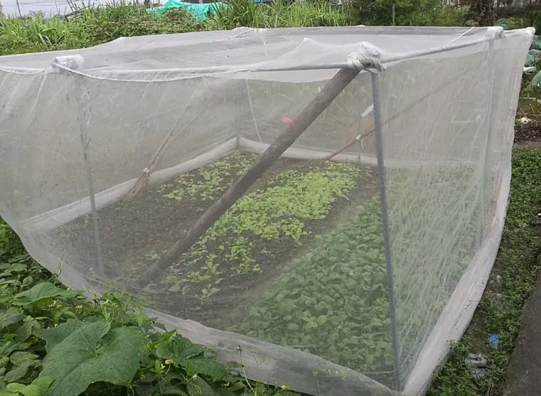Plant Protection