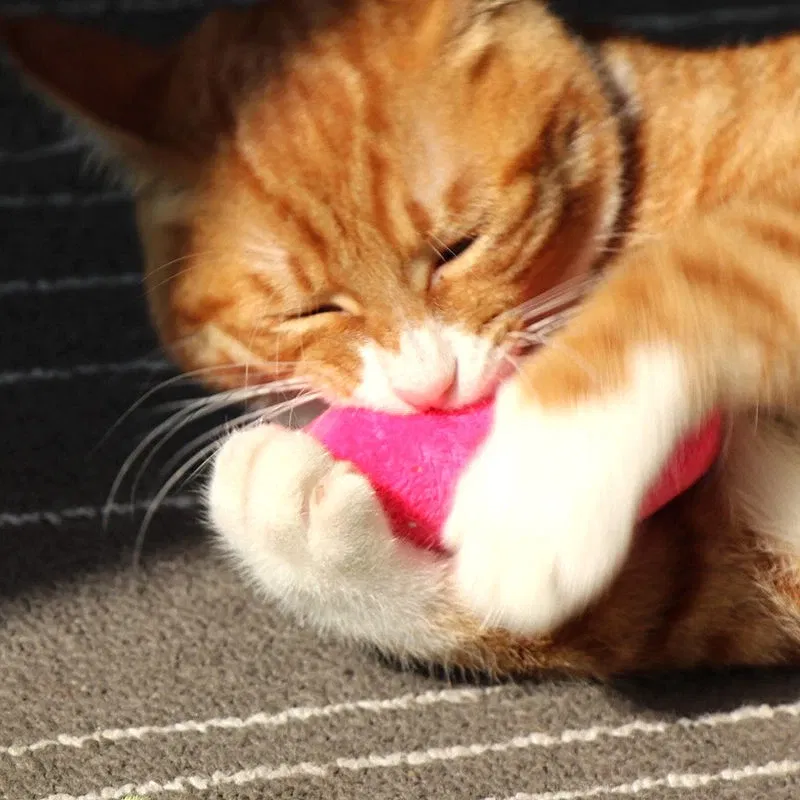 Color: WHITE, Ships From: CHINA - 2022 Catnip Toys Funny Interactive Plush Teeth Grinding Cat Toy Kitten Chewing Toy Claws Thumb Bite Cat Mint Pets Accessories