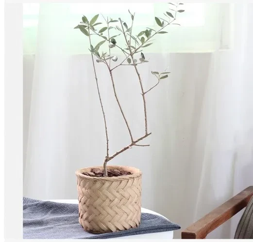 Bamboo Pots for Sale