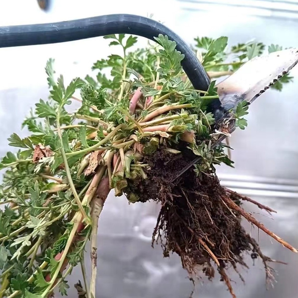 Artifact Uprooting Weeding Tool