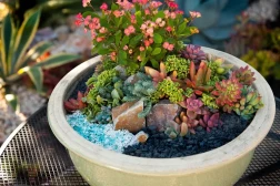 Mini Succulent Garden