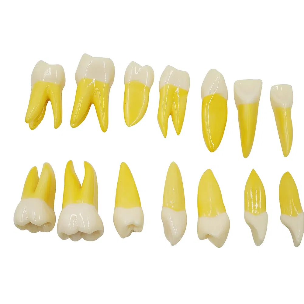 set of anatomical tooth models