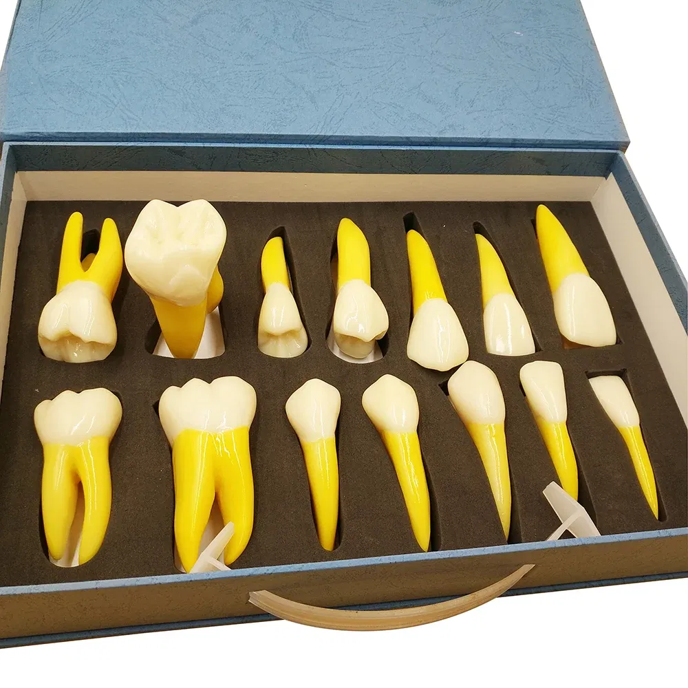 set of anatomical tooth models