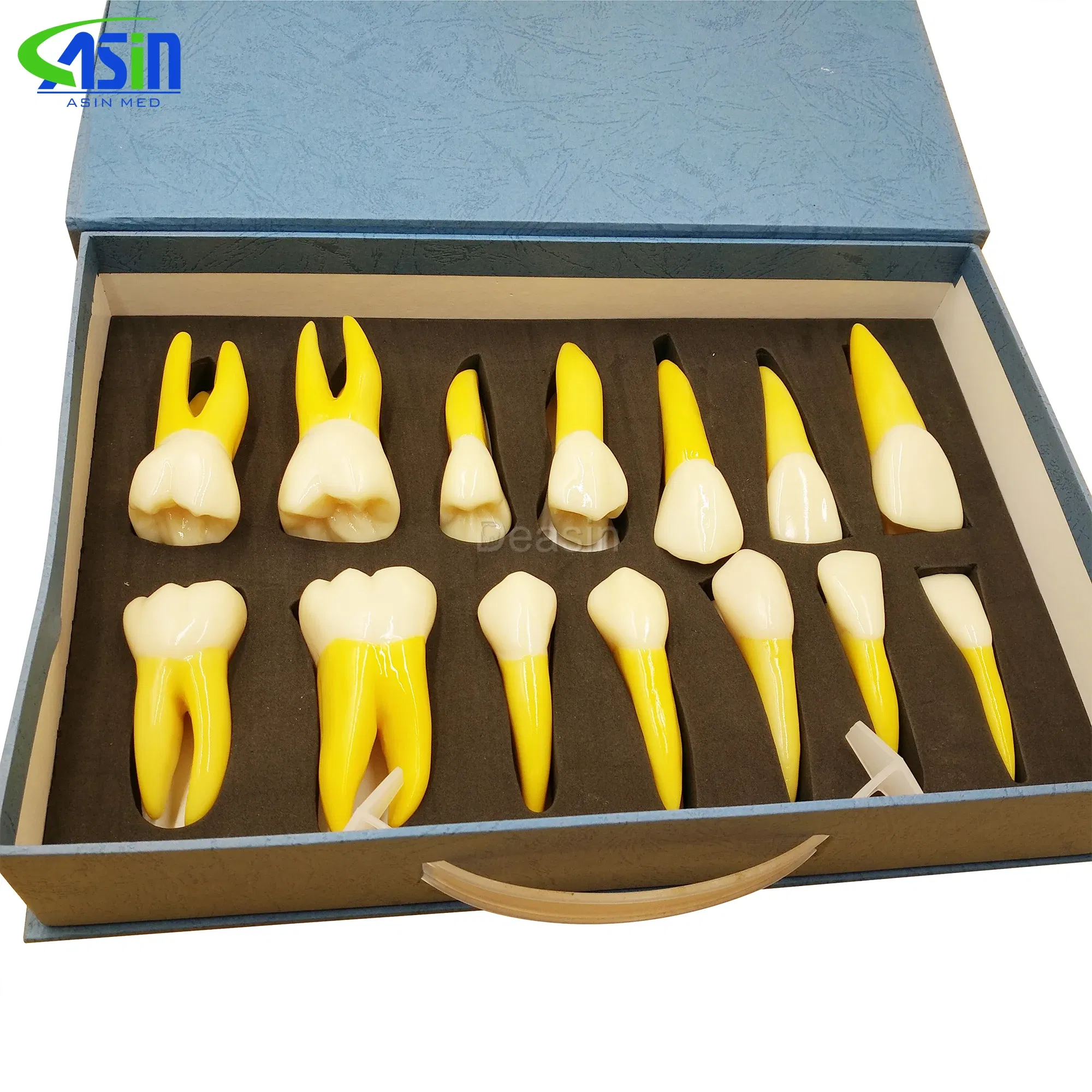 set of anatomical tooth models