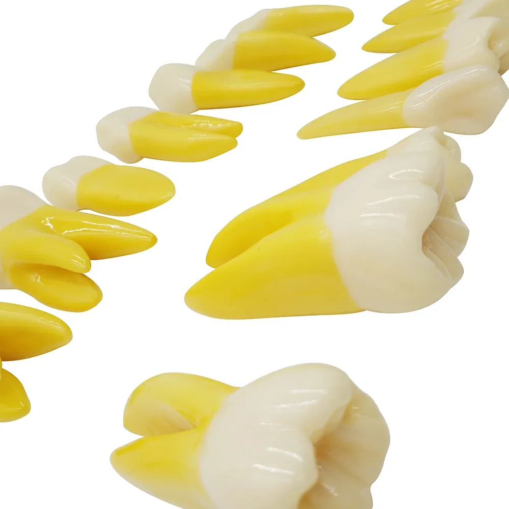 set of anatomical tooth models