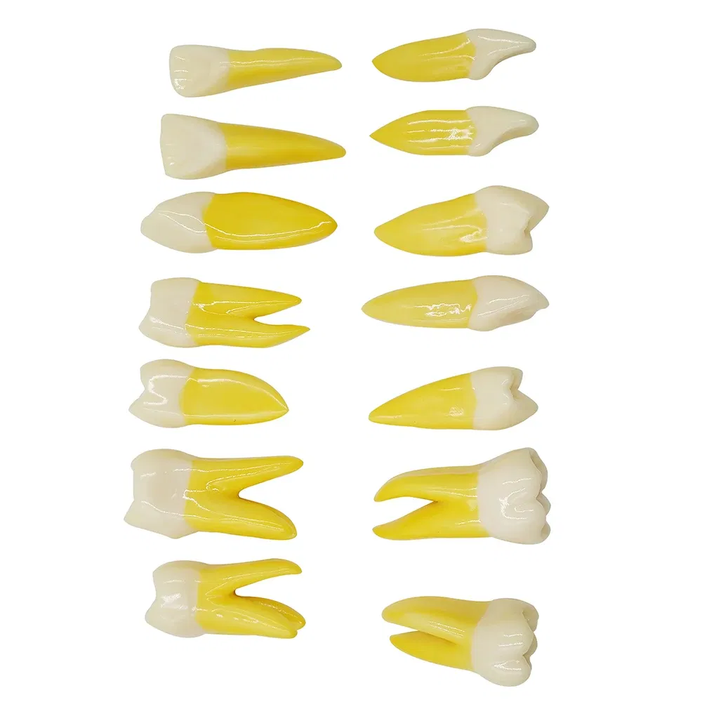 set of anatomical tooth models
