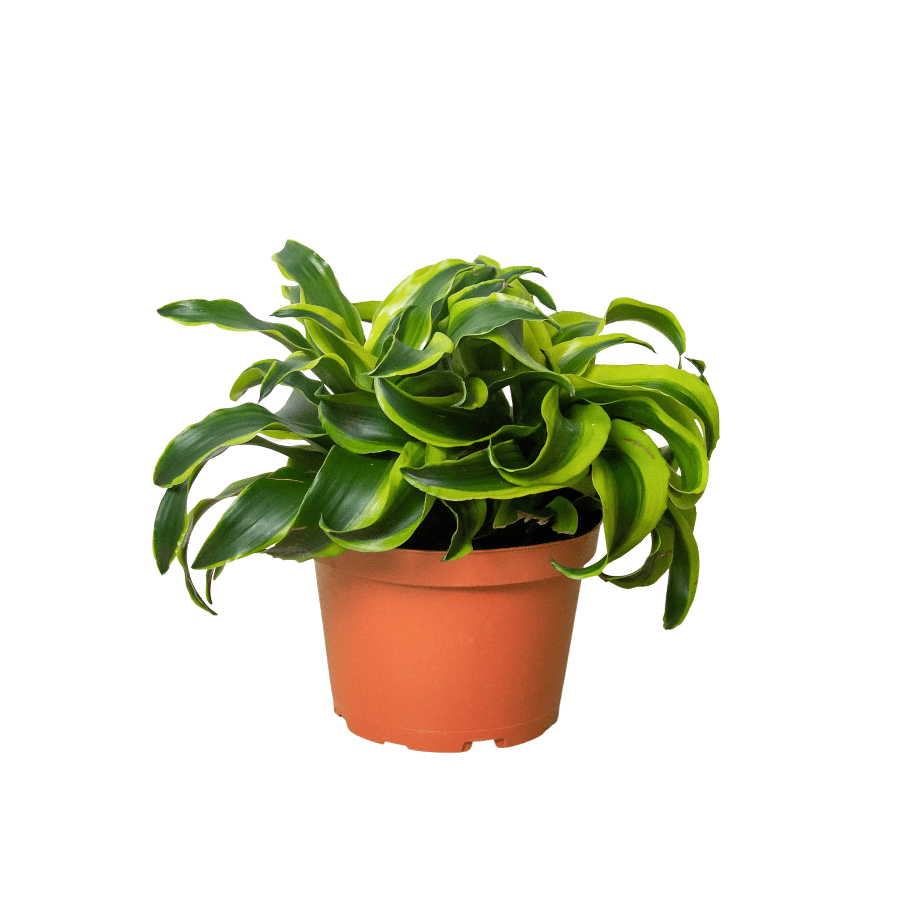 Dracaena 'Tornado'-4" Pot