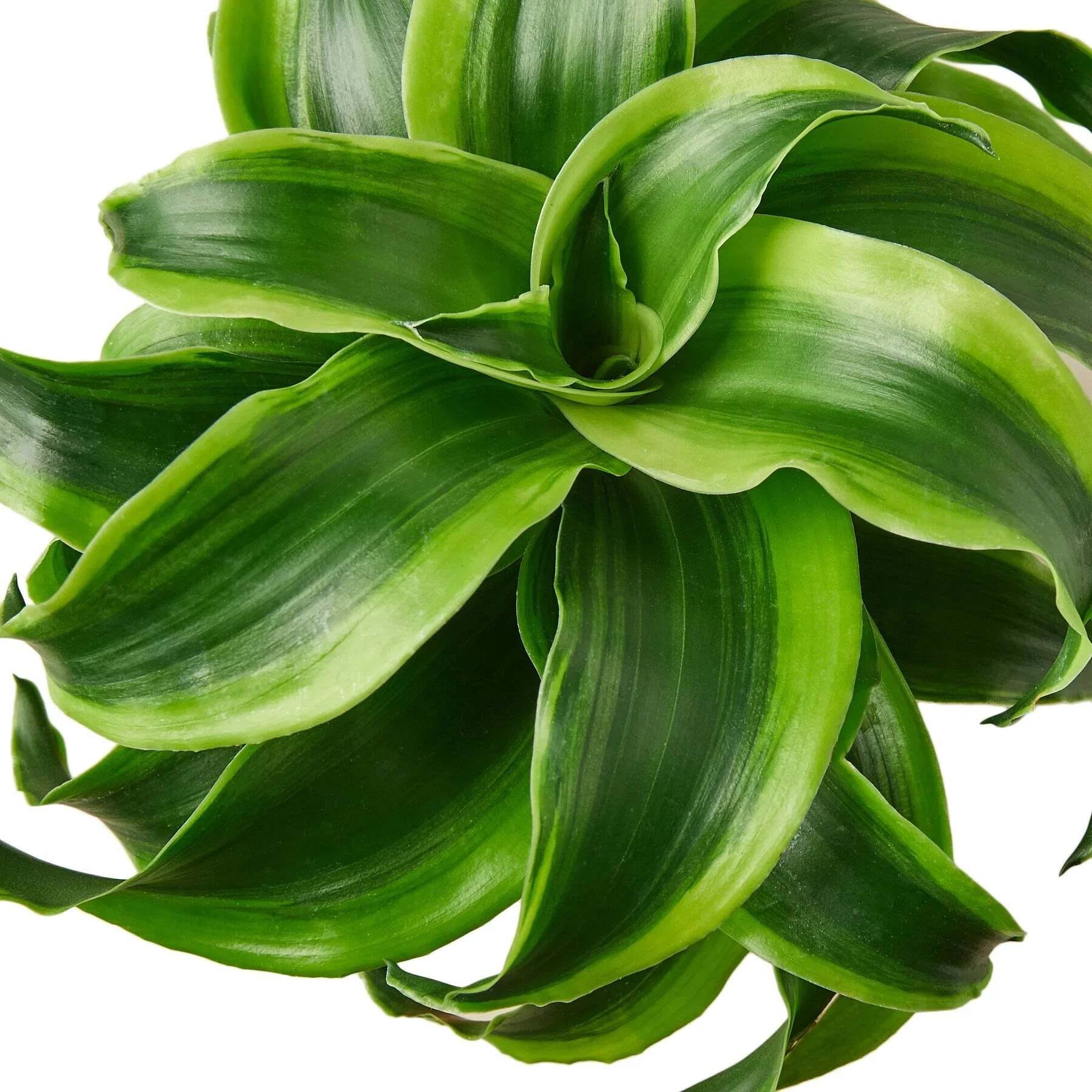 Dracaena 'Tornado'-4" Pot