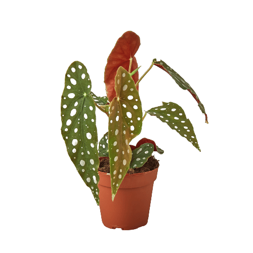 Begonia 'Maculata'-4" Pot