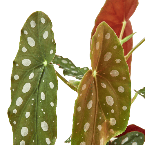 Begonia 'Maculata'-4" Pot