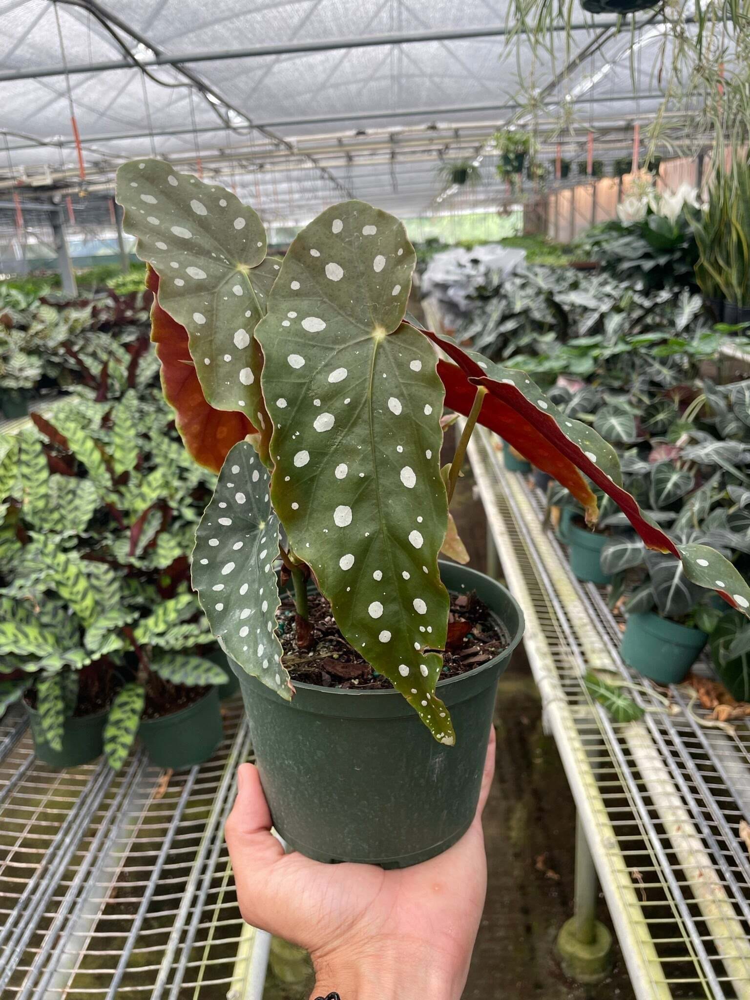 Begonia 'Maculata'-4" Pot