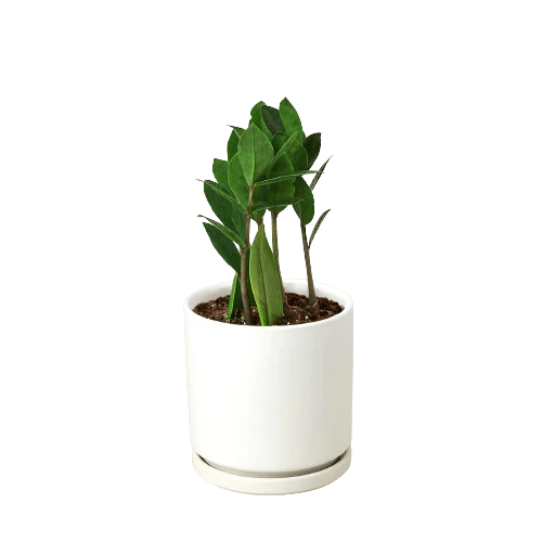 Zamioculcas Zamiifolia ZZ-6" Pot / Nursery Pot