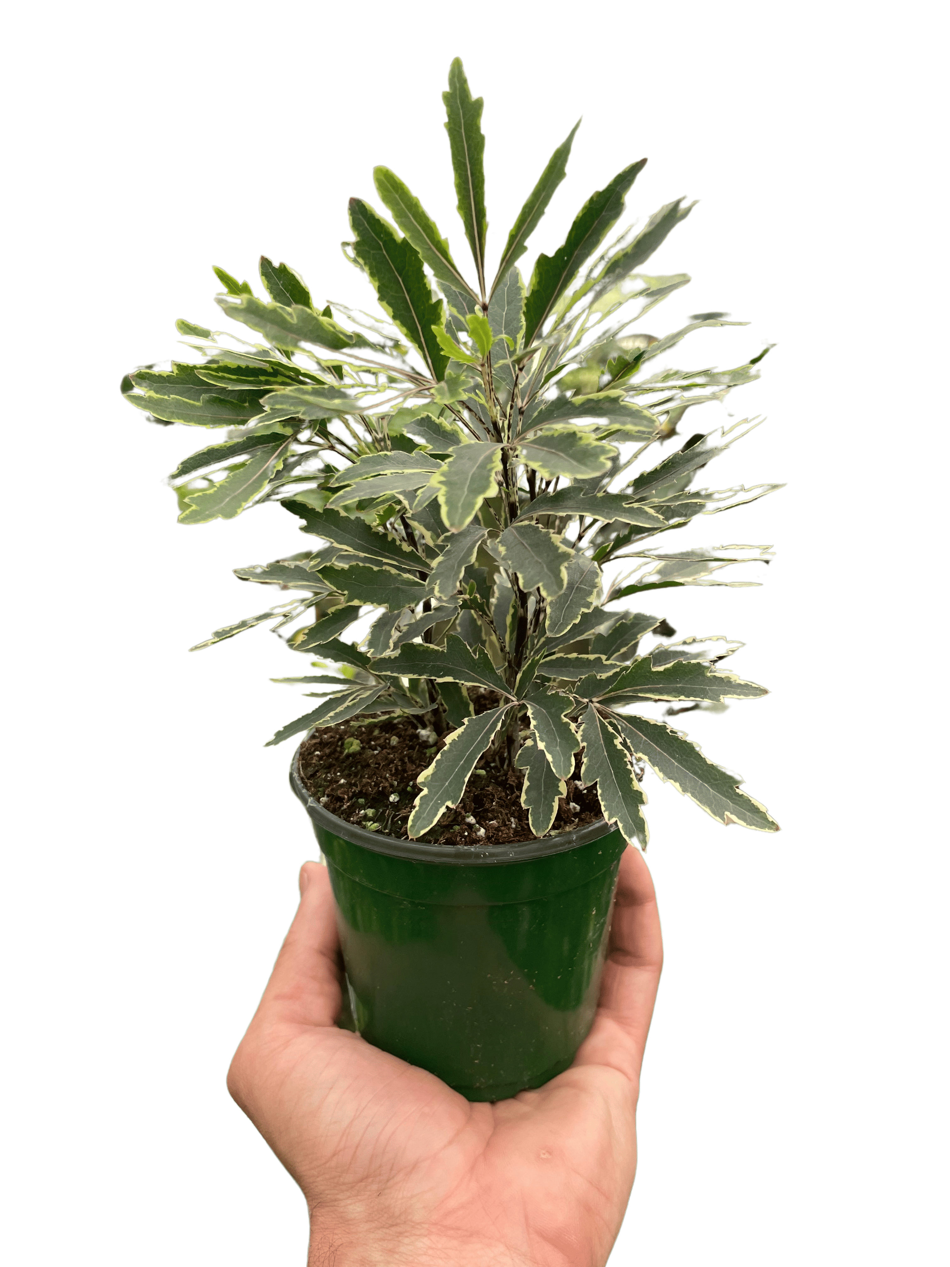Aralia 'Bianca'-3" Pot