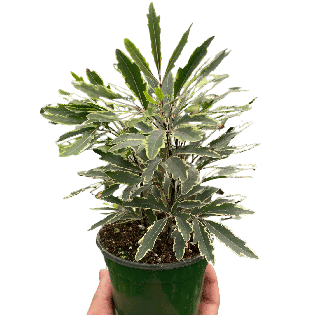 Aralia 'Bianca'-3" Pot