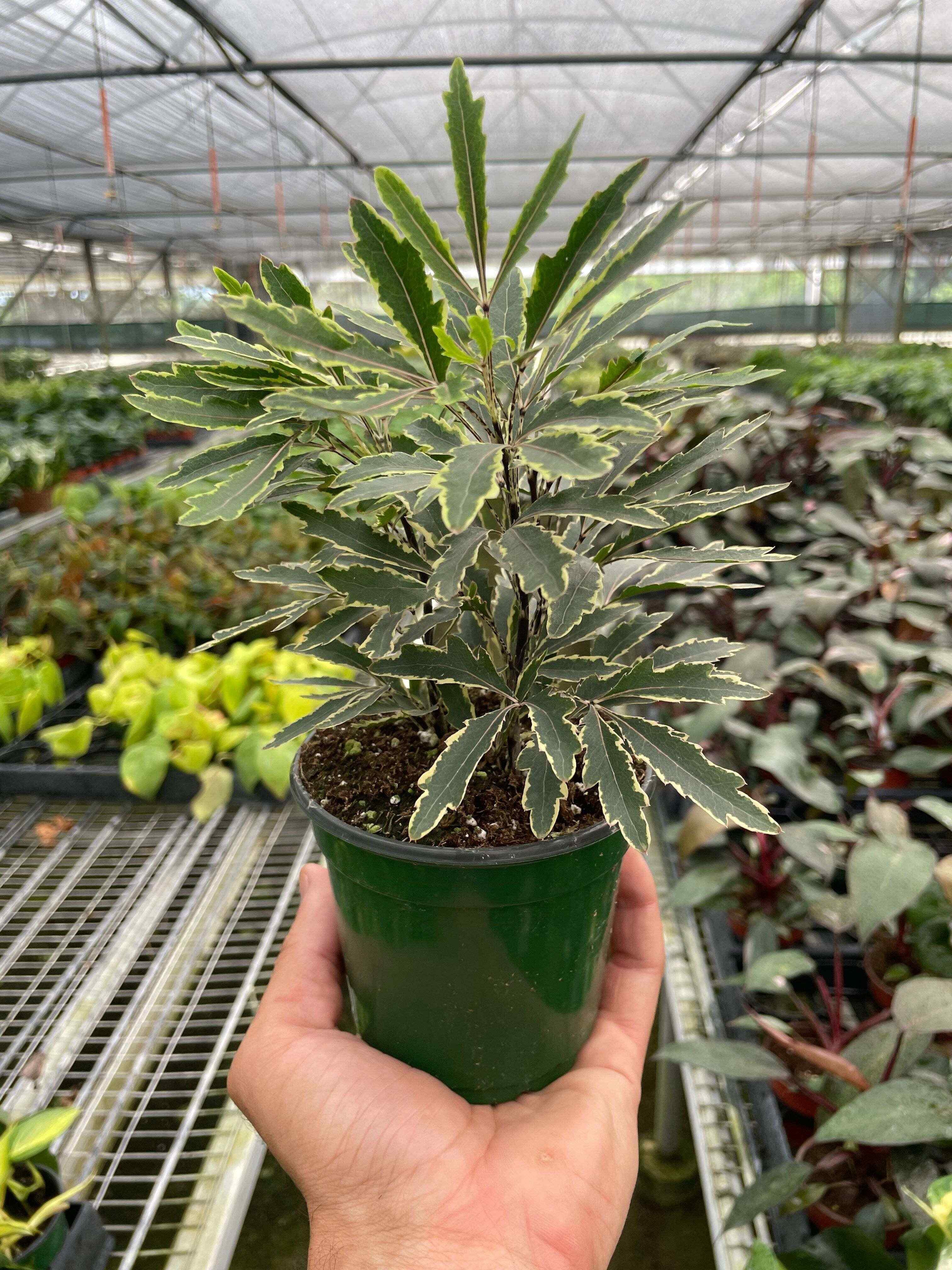 Aralia 'Bianca'-3" Pot