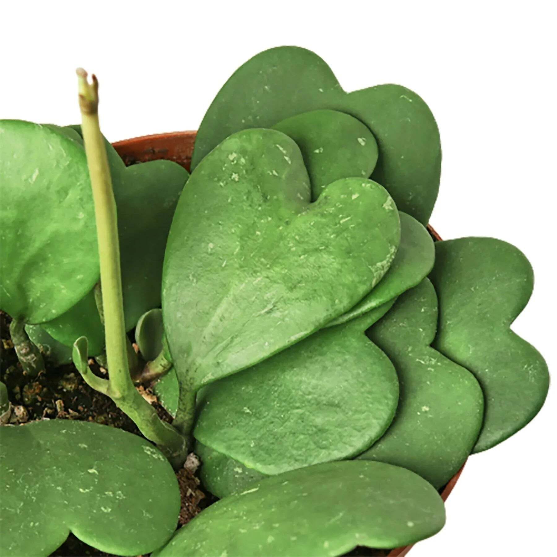Hoya Sweetheart-4" Pot / Single