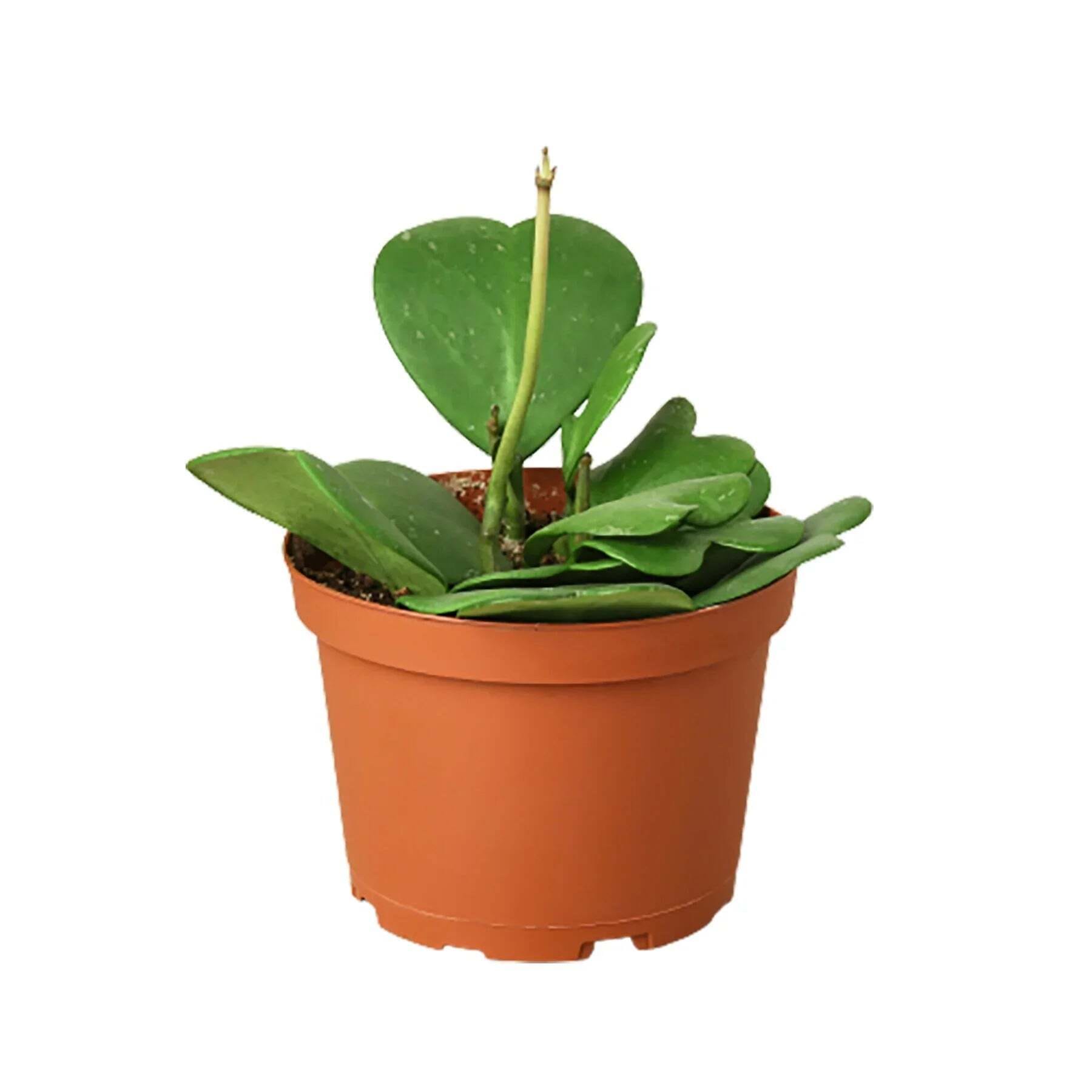 Hoya Sweetheart-4" Pot / Single