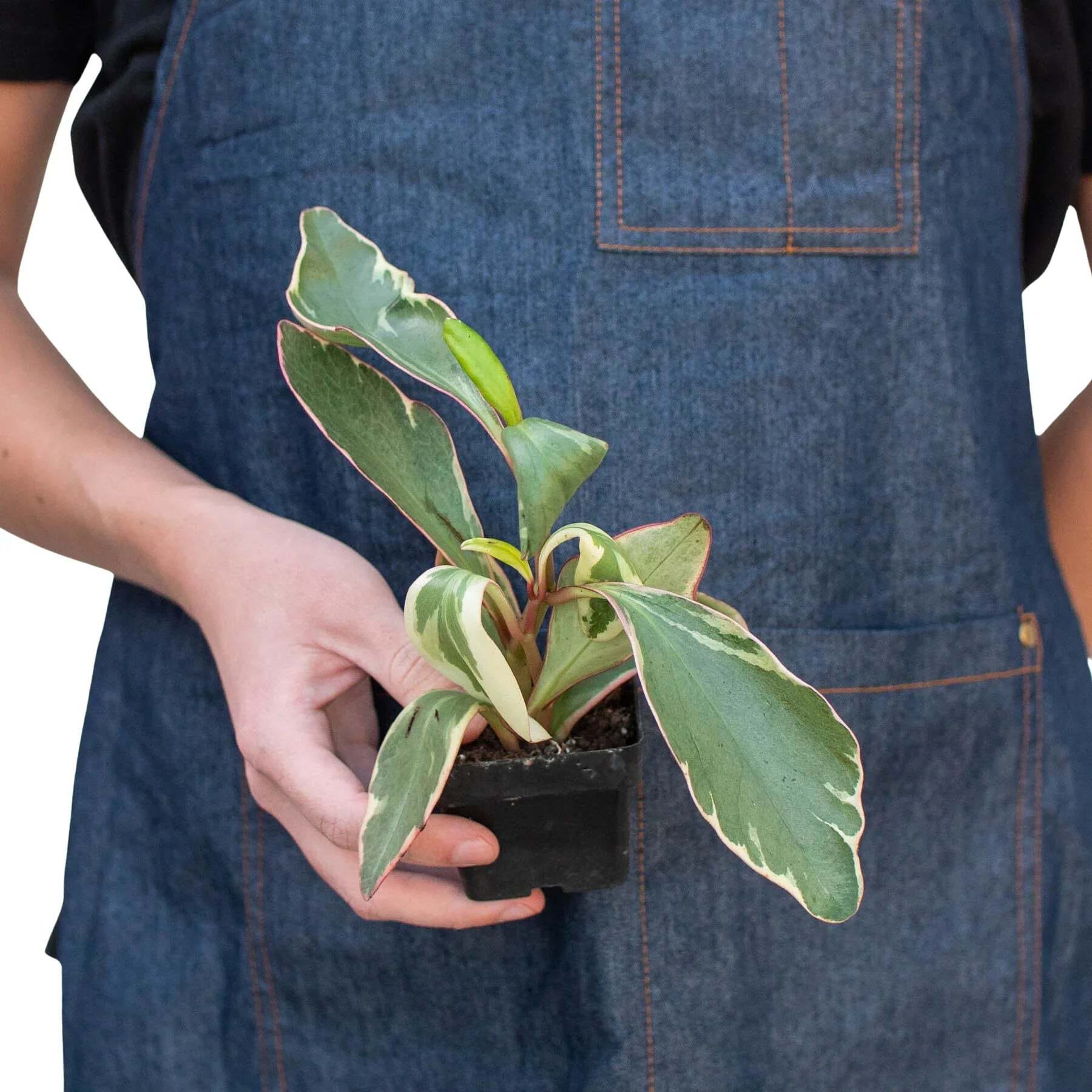 Peperomia 'Ginny'-6" Pot