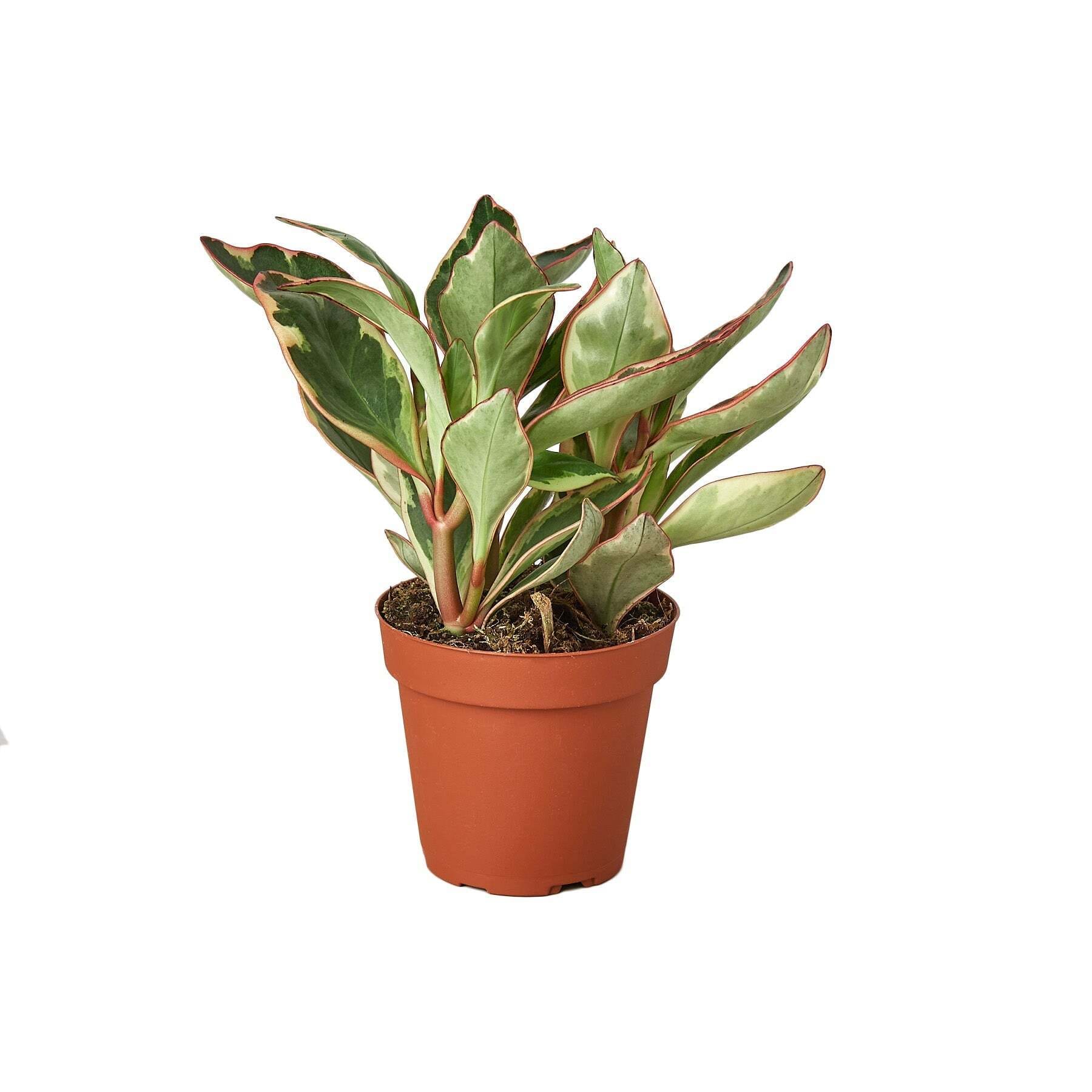 Peperomia 'Ginny'-6" Pot