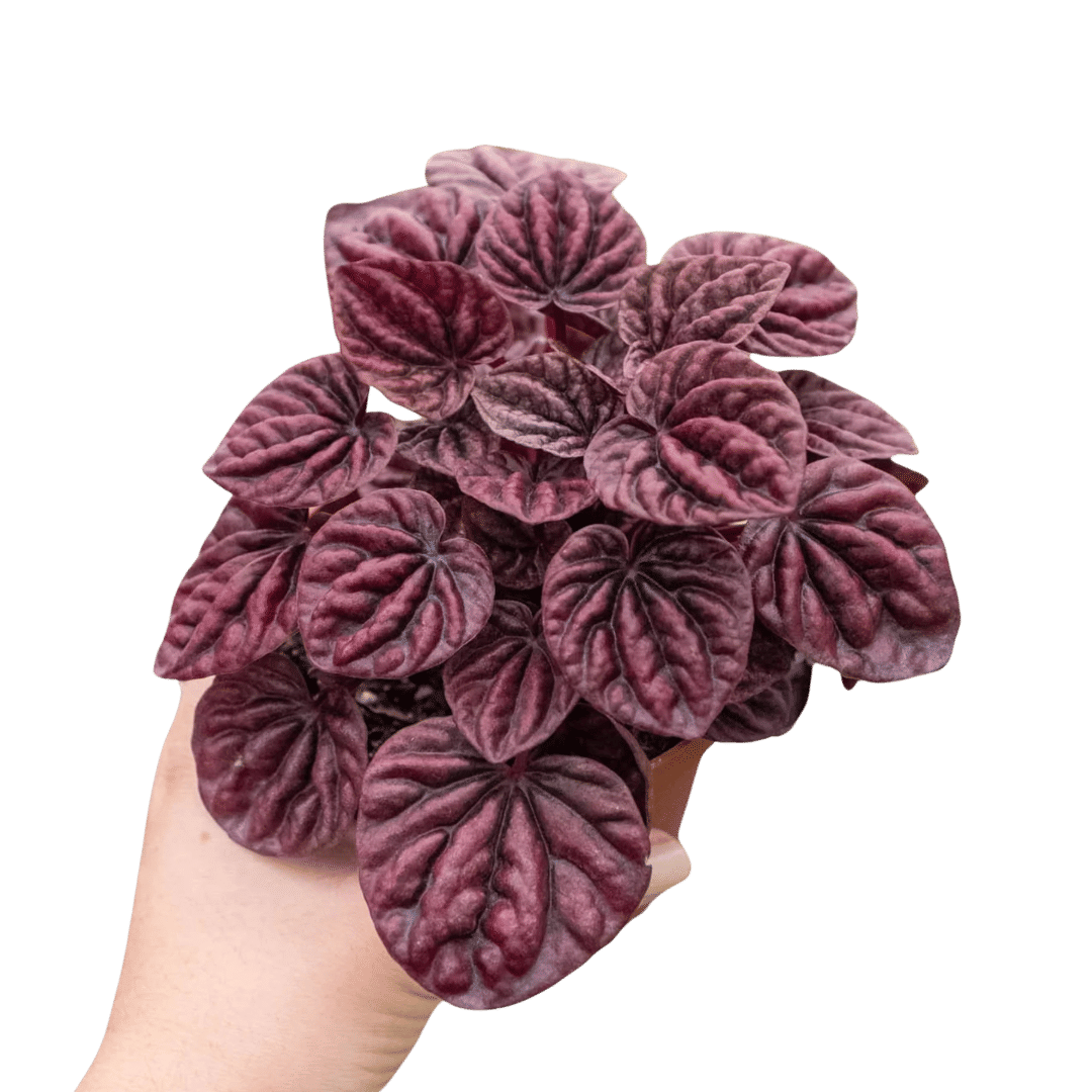 Peperomia 'Ripple Red'-4" Pot