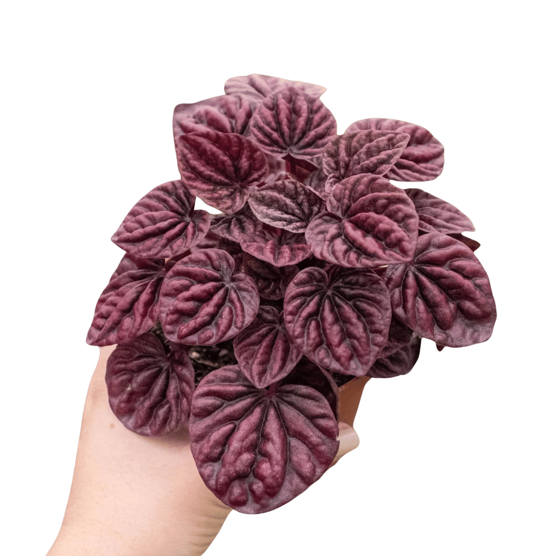 Peperomia 'Ripple Red'-4" Pot