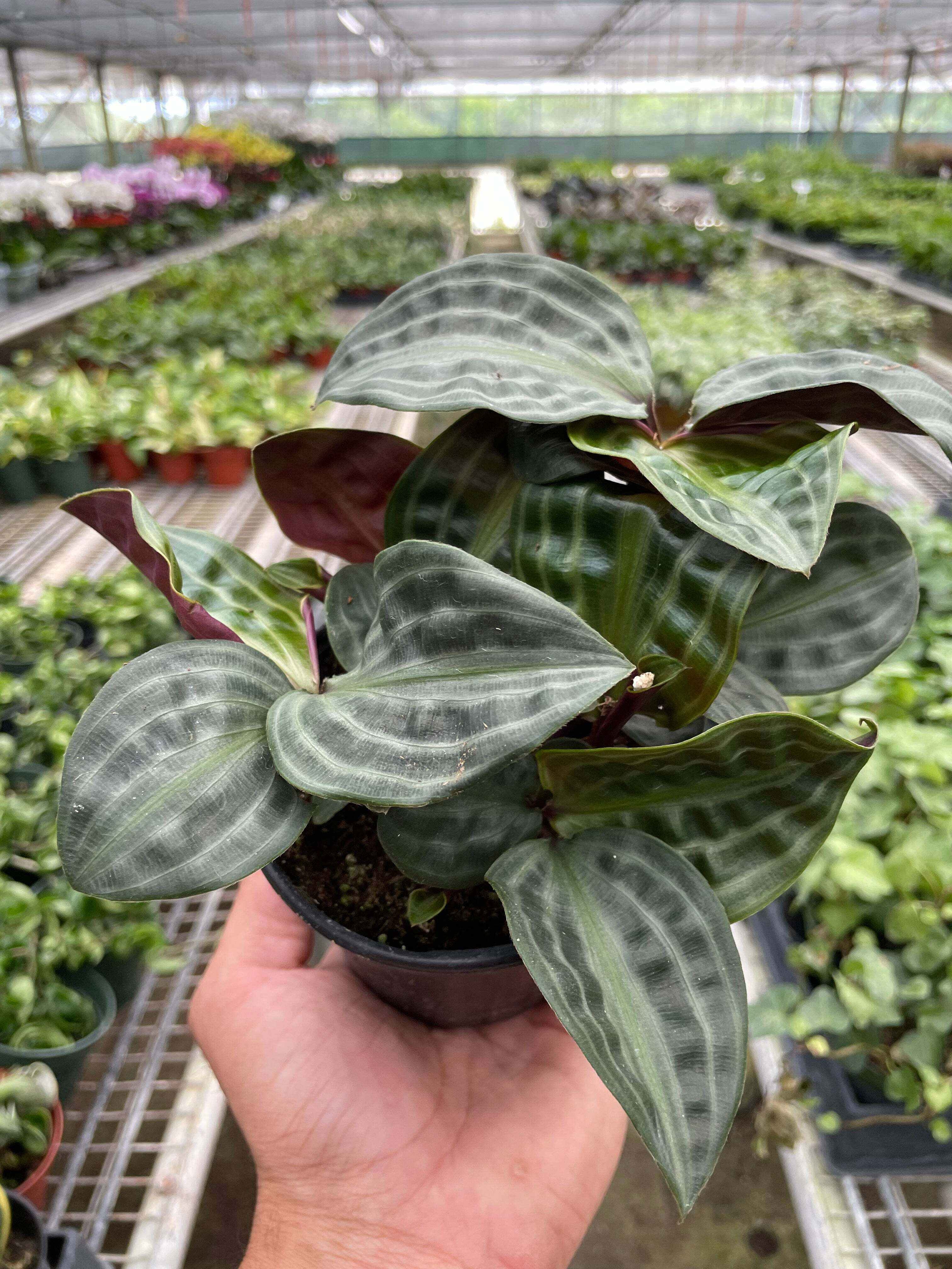 Geogenanthus 'Seersucker'-4" Pot