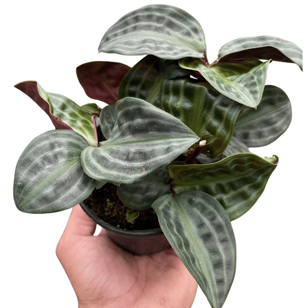 Geogenanthus 'Seersucker'-4" Pot
