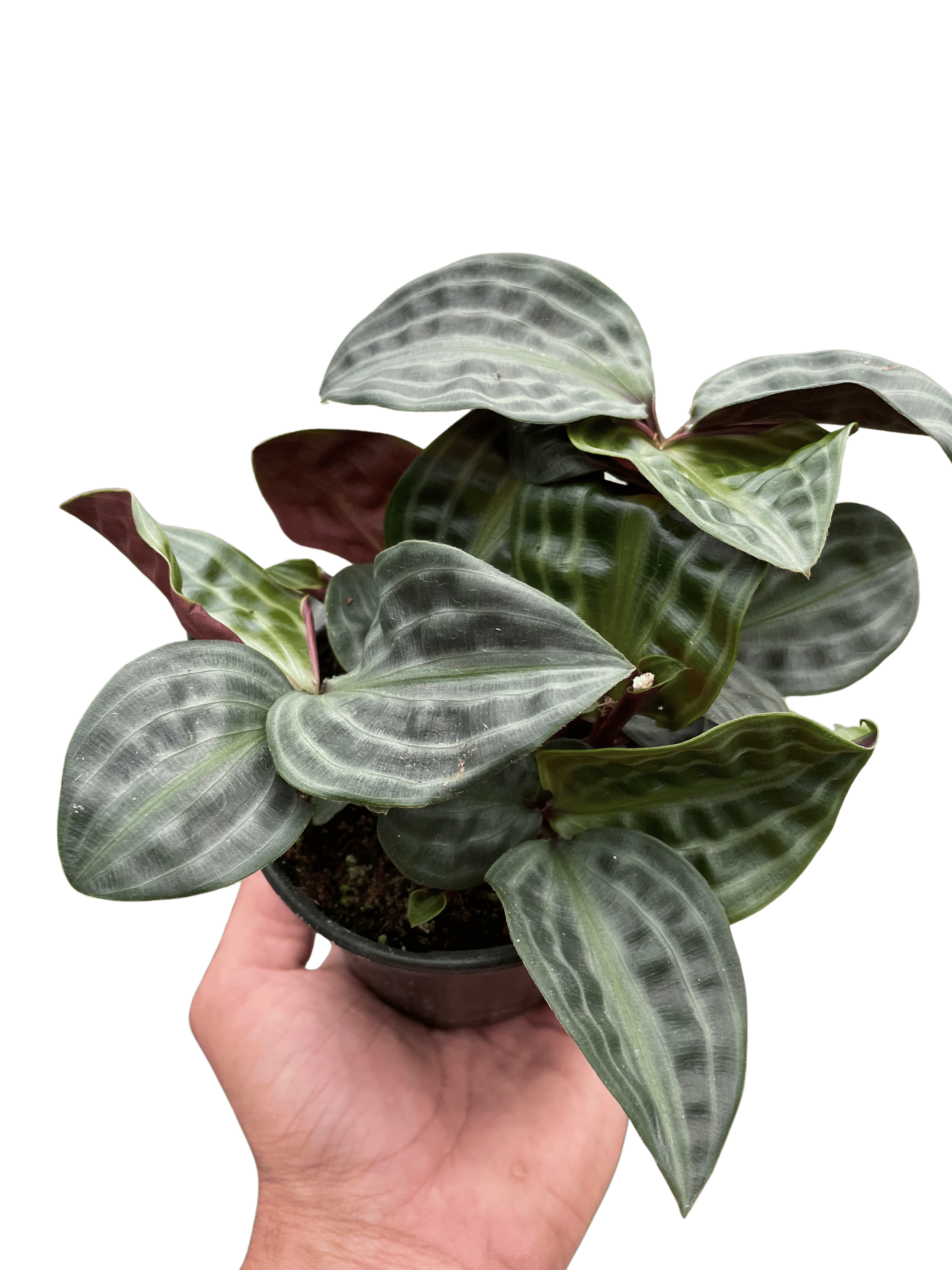 Geogenanthus 'Seersucker'-4" Pot