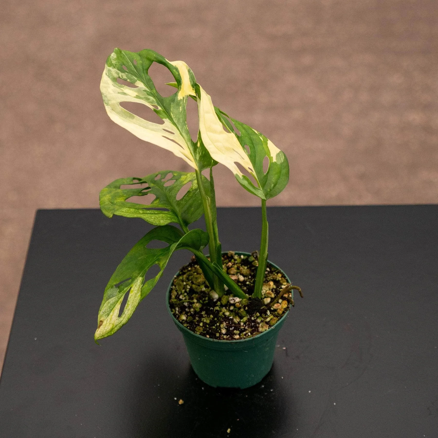 Monstera Adansonii ’Variegata’