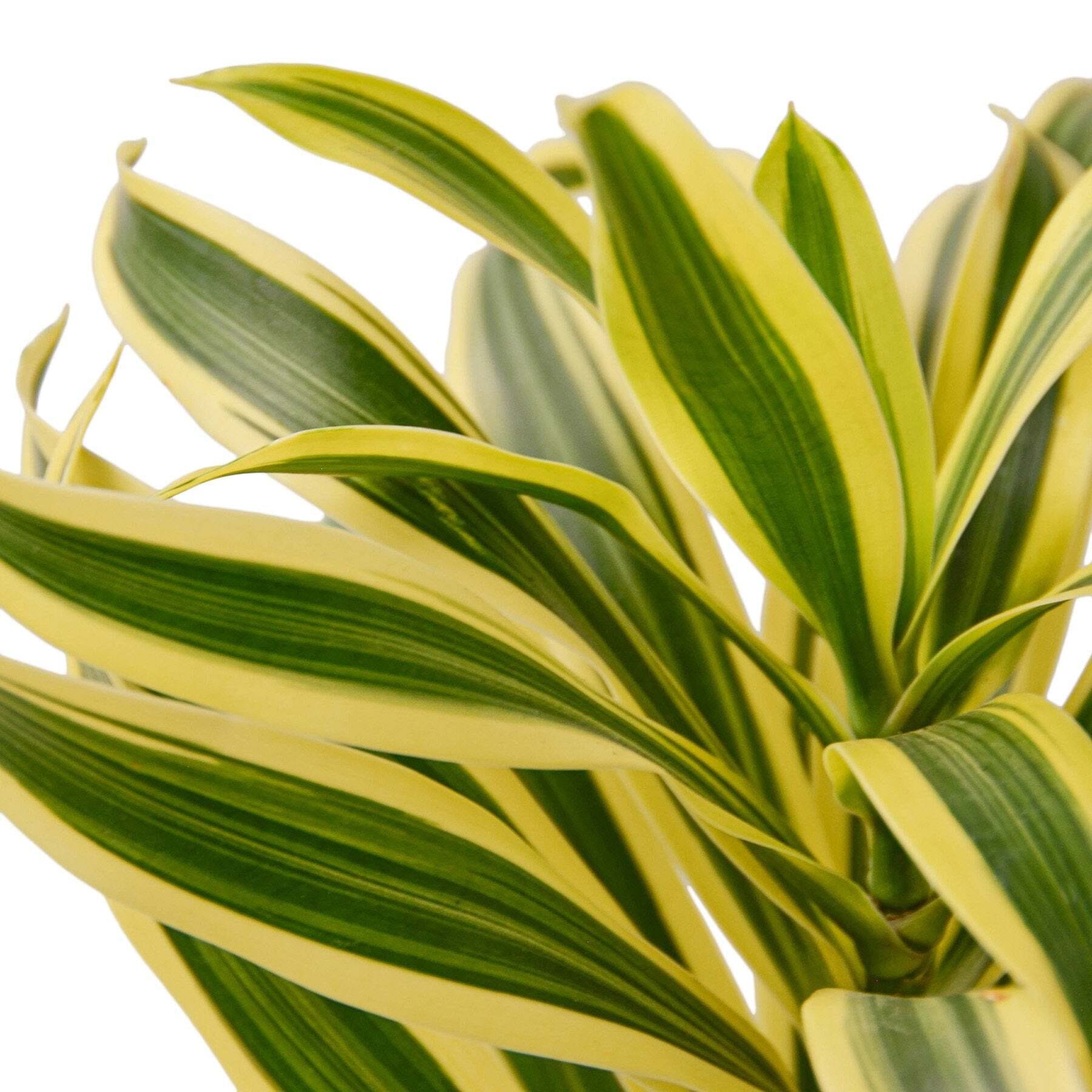 Dracaena 'Song of India'-6" Pot / Nursery Pot