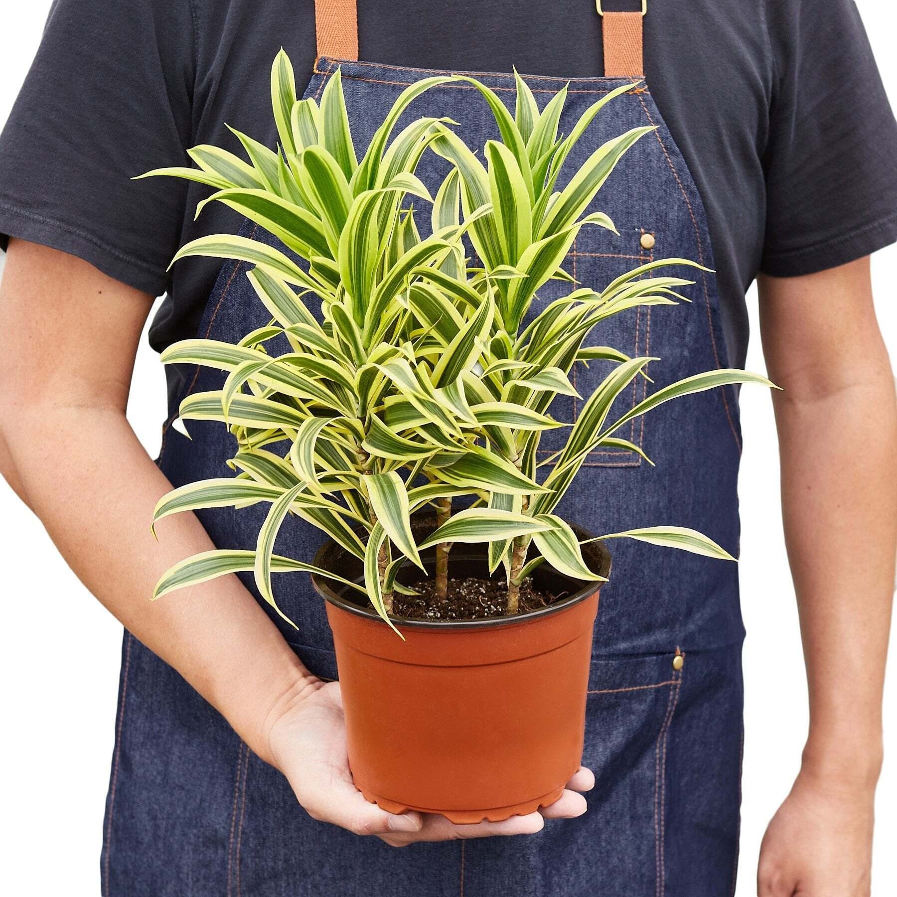 Dracaena 'Song of India'-6" Pot / Nursery Pot
