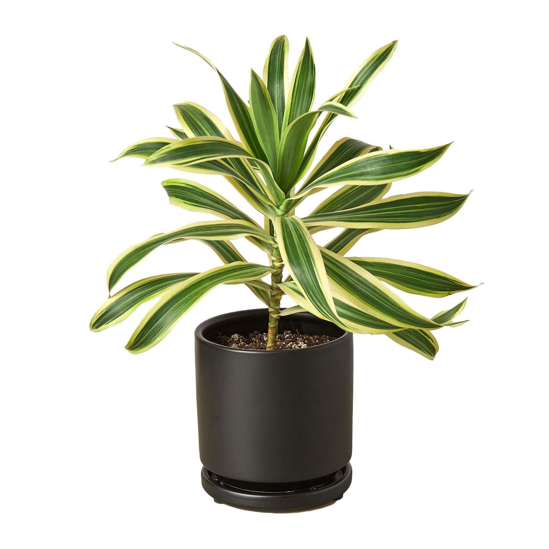 Dracaena 'Song of India'-6" Pot / Nursery Pot